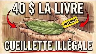 Miniature : Les Amish Vendent Cette Mauvaise Herbe 40 Dollars La Livre