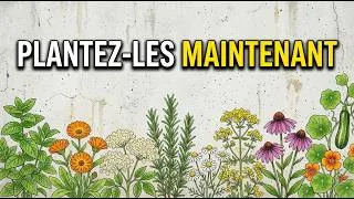 Miniature : Ces 9 Plantes Médicinales Ont Une Date Limite En Juin – Voici Pourquoi Il Ne Faut Pas Attendre