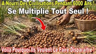 Miniature : Le Superaliment Classé Comme Mauvaise Herbe :Pourquoi Veut-On Empêcher Sa Culture ?