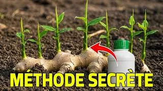 Miniature : Ne Plantez Jamais Votre Gingembre Sans Faire Ceci — Le Secret Des Gros Rhizomes