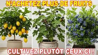Miniature : Top 10 des Arbres Fruitiers à Cultiver en Pot Même sur un Petit Balcon