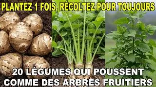 Miniature : 20 Légumes Qui Poussent Comme des Arbres Fruitiers ! Plantez 1 Fois, Récoltez Toujours