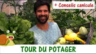 Miniature : Tour du jardin potager avec quelques conseils canicule
