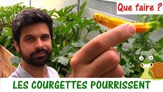 Miniature : Les courgettes pourrissent et ne grossissent pas ! Que faire ?