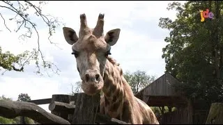Miniature : Savane - Les girafes de Pairi Daiza