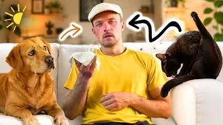 Miniature : Pourquoi l'allergie au chat est pire que celle au chien ?