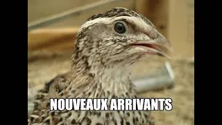 Miniature : Nouveaux arrivants