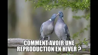 Miniature : Comment faire reproduire ses pigeons en hiver?