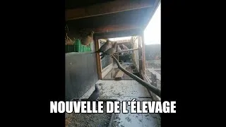 Miniature : Nouvelle de l'élevage