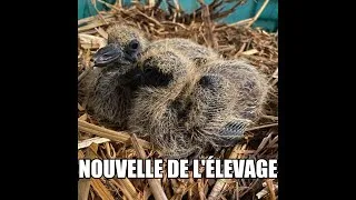 Miniature : Nouvelle de l'élevage