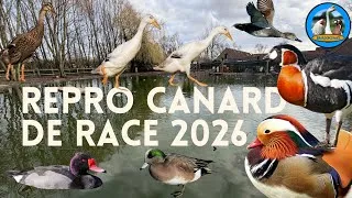 Miniature : REPRODUCTION CANARD DE RACE 2026