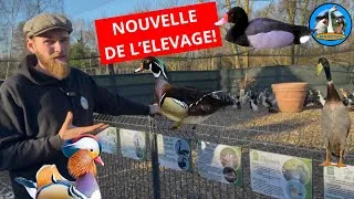 Miniature : NOUVELLE DE L’ÉLEVAGE !