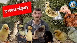 Miniature : JOYEUSE PÂQUES !!🐣 petit tours des éleveuses !