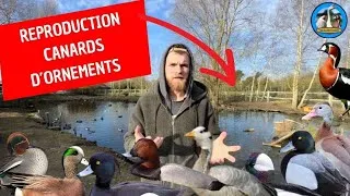 Miniature : REPRODUCTION CANARD D’ORNEMENT 2025