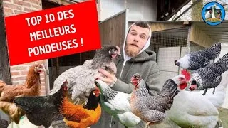 Miniature : TOP 10 DES MEILLEURS POULES PONDEUSES