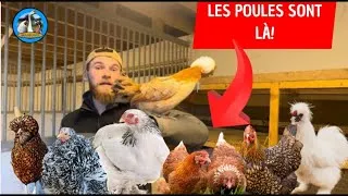 Miniature : LES POULES D’ORNEMENT SONT LA !