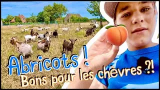 Miniature : NOURRISAGE BEBES PERROQUETS, ENTRETIEN DU GITE, CULLIETTE D'ABRICOT, TOUR DANS LES CHAMPS 🤗 vlog