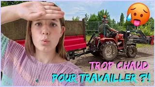 Miniature : ON PARLE RECOLTE DE CERISES,  CHEVRES, PERROQUETS OUVERTURE DU GITE vlog à la ferme sous la canicule
