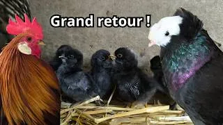 Miniature : GRAND RETOUR SUR LA CHAÎNE !!!! NOUVEAU ARRIVANTS ET FIN DE REPRODUCTION