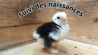 Miniature : SUIVIE DES NAISSANCE + NOUVEAUX ARRIVANTS RARE !!!