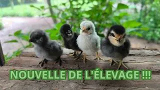 Miniature : Suivie de l'élevage et des naissances !!! Mai 2026