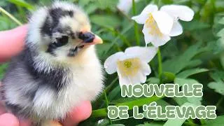 Miniature : GROSSE NOUVELLE DE L’ÉLEVAGE !!! mai 2026