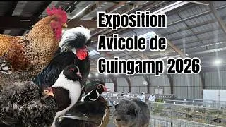 Miniature : Exposition avicole de Guingamp 2026