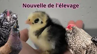 Miniature : NOUVELLE DE L’ÉLEVAGE DÉBUT MARS !!!! + nouveaux arrivants