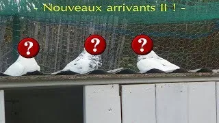 Miniature : Nouveaux arrivants II !