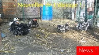 Miniature : Nouvelles de l'élevage !