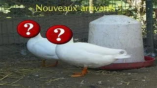 Miniature : Nouveaux arrivants !