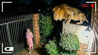 Miniature : Animaux Sauvages Envahissant les Villes Filmés