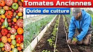 Miniature : Guide Complet de Culture des Tomates anciennes 🍅: Variétés et dates de Semis, Plantation et Récolte.
