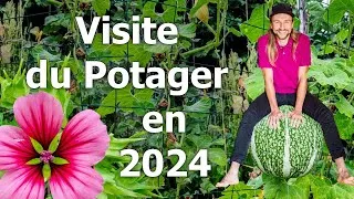 Miniature : Un Potager Productif dès la 2 ème Année !? Visite en Août 2024, Productivité, Récolte, Rotation…