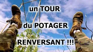 Miniature : Tour du Potager en Septembre : Habillage des Poireaux/Plantations/Récoltes : Maïs/Tomates/Figues...