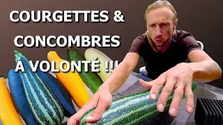 Miniature : Potager en Août : Plantations, Taille des Poireaux, Éclaircissage des Carottes, Récoltes et Plats !