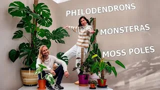Miniature : TUTO Tuteur en Sphaigne + Substrat pour Aracées : Monsteras et Philodendrons ! + 1 an d’Évolution !