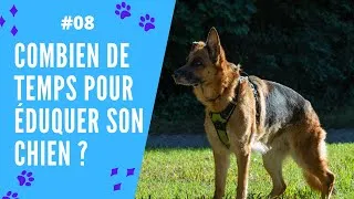 Miniature : COMBIEN DE TEMPS POUR EDUQUER SON CHIEN ?