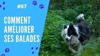 Miniature : FAIRE DES BALADES AU TOP AVEC SON CHIEN