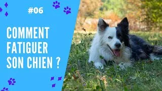 Miniature : COMMENT FATIGUER SON CHIEN ?