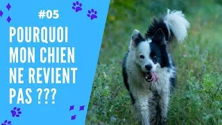 Miniature : POURQUOI MON CHIEN NE REVIENT PAS ???