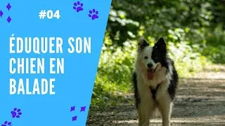 Miniature : ÉDUQUER SON CHIEN EN BALADE
