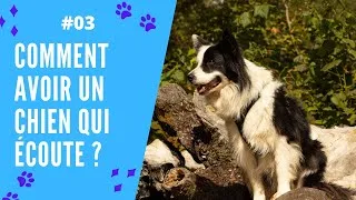 Miniature : COMMENT AVOIR UN CHIEN QUI ECOUTE ?