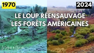 Miniature : Le Loup : Sauveur ou Menace ? Le Miracle de Yellowstone
