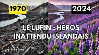 Miniature : Mission Reforestation: Reverdir le Désert Islandais avec des Fleurs