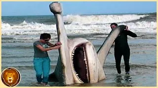 Miniature : Les 12 plus Grands Requins du Monde Jamais Répertoriés