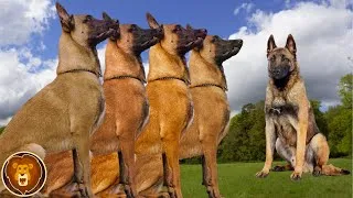 Miniature : Les 10 Races de Chiens les plus Faciles à Dresser