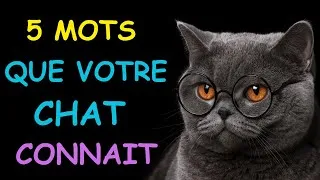 Miniature : Oui, Votre Chat Comprend Ces 5 Mots Très Précis (Et C’Est Prouvé)