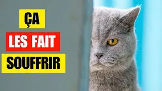 Miniature : Ces 9 Habitudes Du Quotidien Blessent Votre Chat Sans Que Vous Le Sachiez