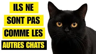 Miniature : Ces 9 Faits Fascinants Sur Les Chats Noirs Vont Vous Étonner